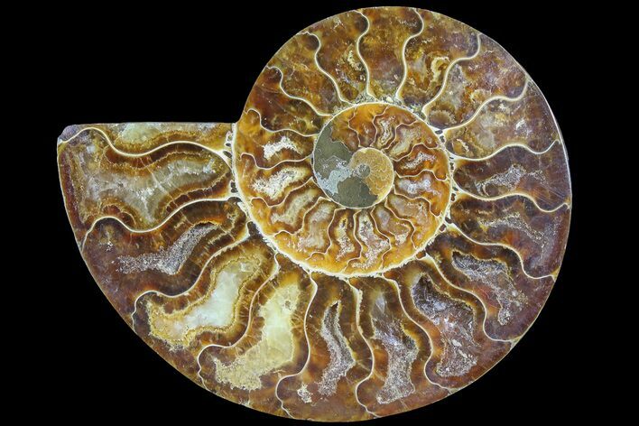 Cut & Polished Ammonite Fossil (Half) - Madagascar #183193
